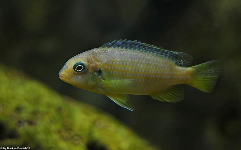 Tropheops macrophthalmus 'Lumbira'